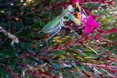 Preying-Mantis-Eats-Bee-rotated